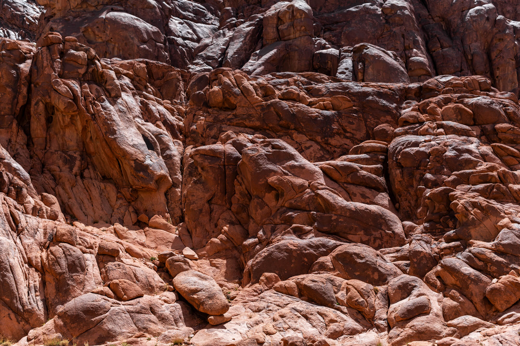 Skye Bioscience Photograph